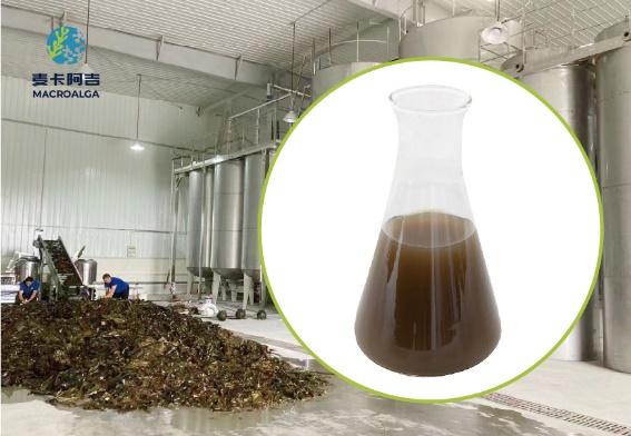 Reliable Brown Algae Extract from the Original Manufacturer