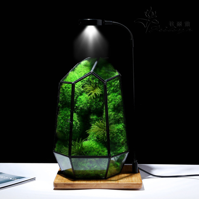 Substantial Moss Decorative Ideas to Elevate Your Home Naturally